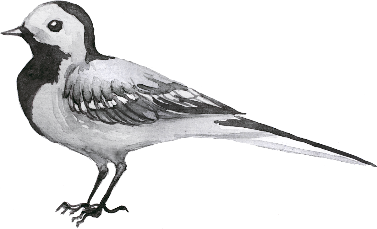 Трясогузка вектор