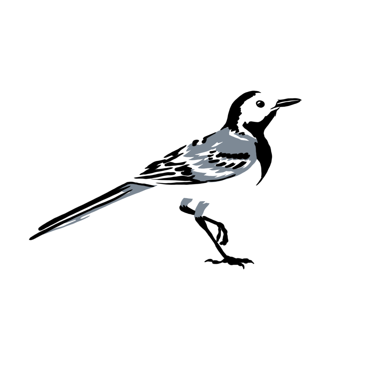 Стих про трясогузку