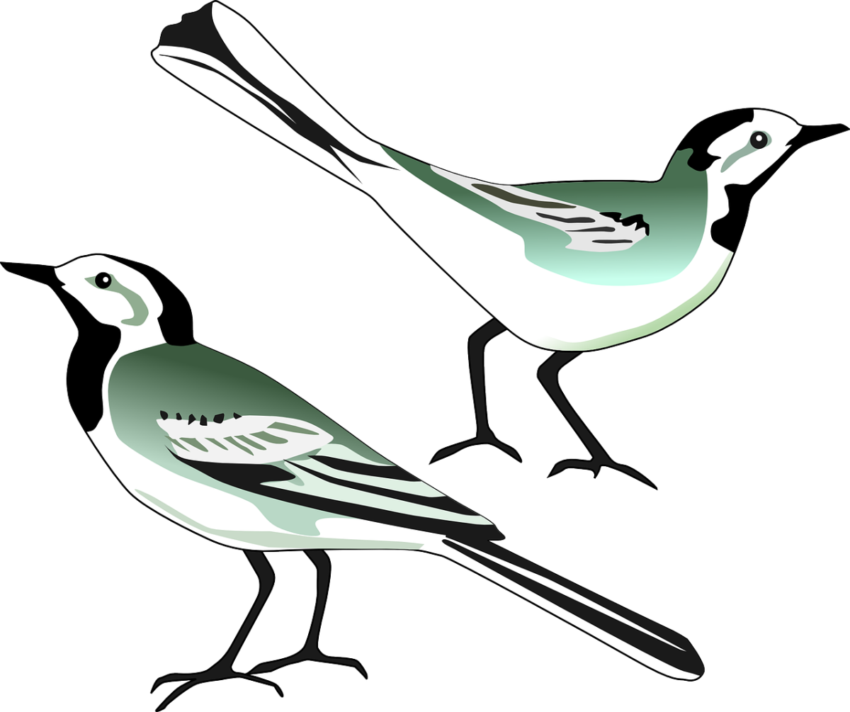 Белая трясогузка