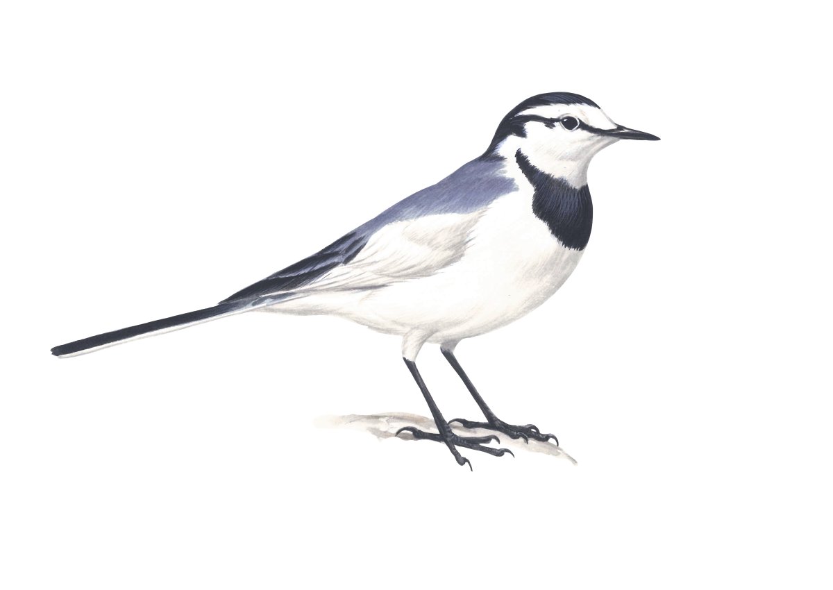 Белая трясогузка на белом фоне