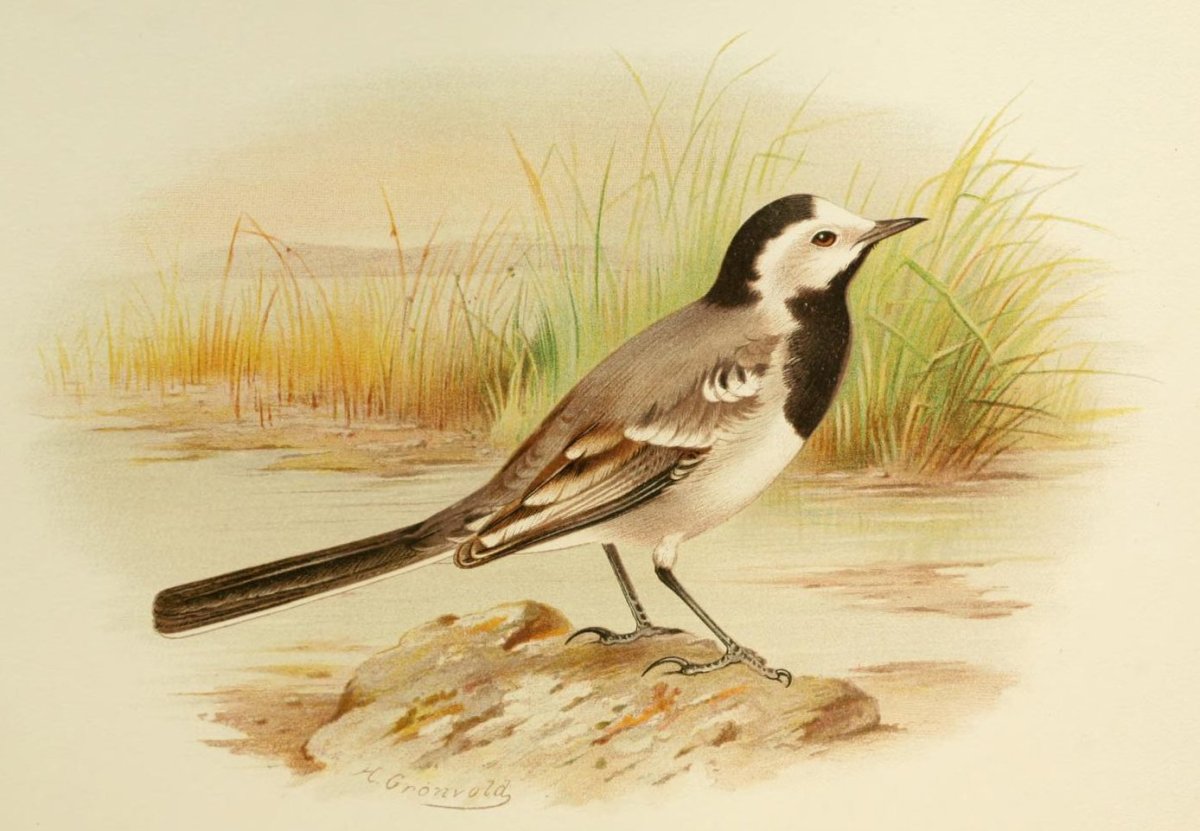 Трясогузка Перелетная птица