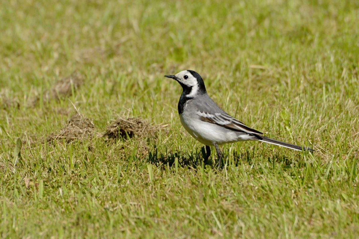 Красногрудая трясогузка