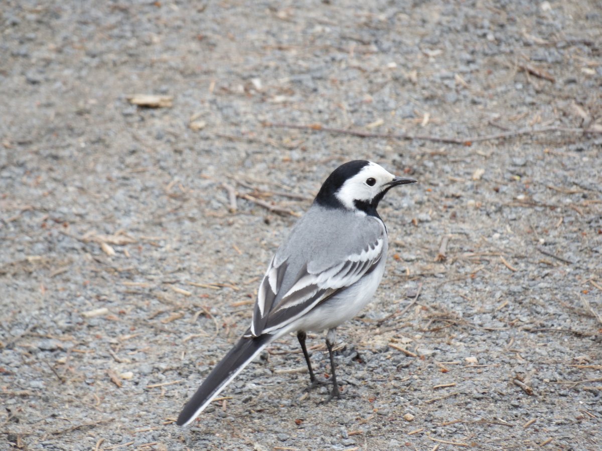 Птенец трясогузки щебечет