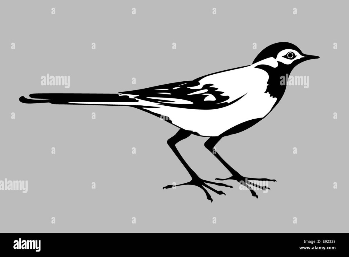 Трясогузка Перелетная птица