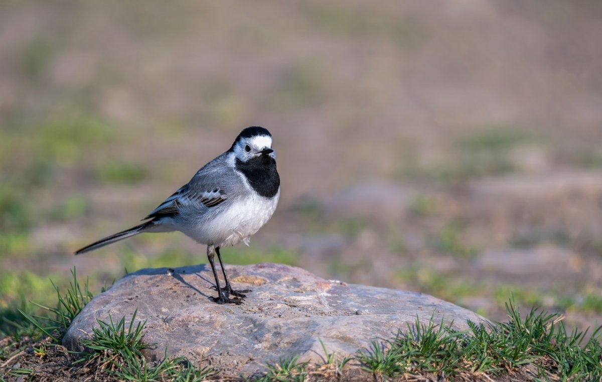 Гибридная трясогузка