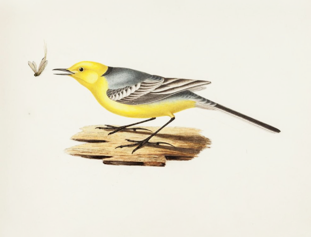 Трясогузка раскраска