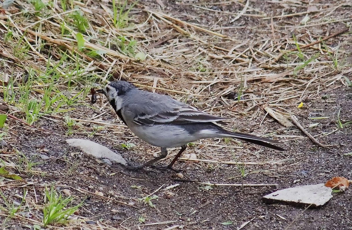 Пегая трясогузка