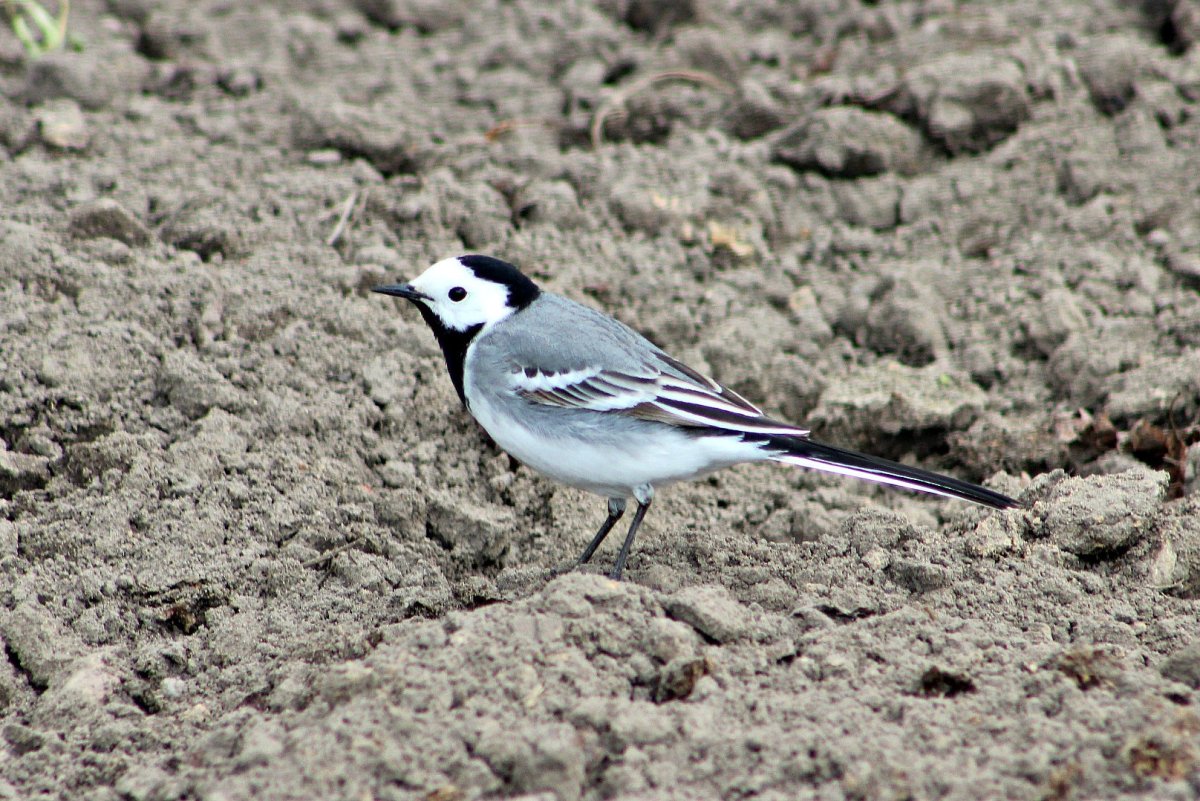 Скворец и трясогузка