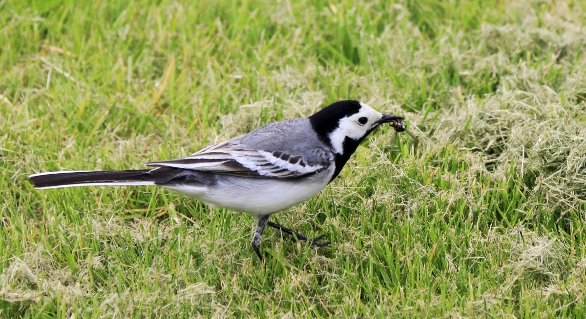 Wagtail Home_Page