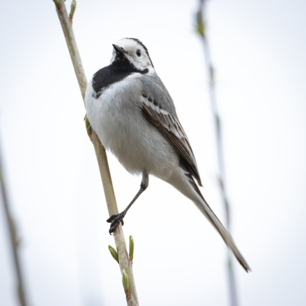 Птица трясогузка птица трясогузка