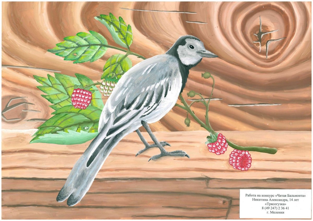 Как выглядит птица трясогузка водятся на ж