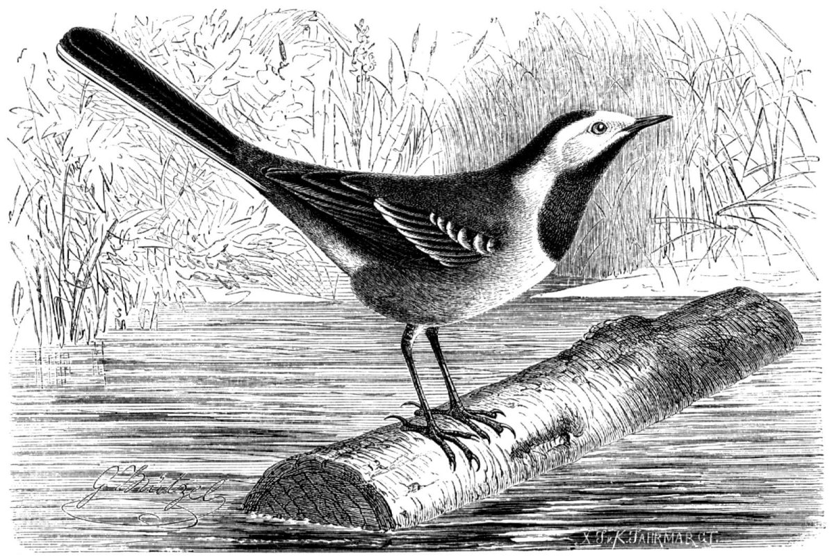 Белая трясогузка птенец