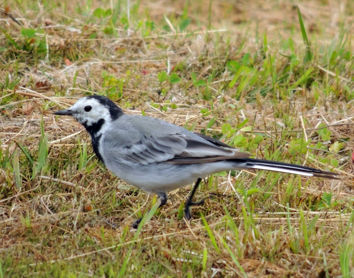 Хохлатая синица ТИТМАУС