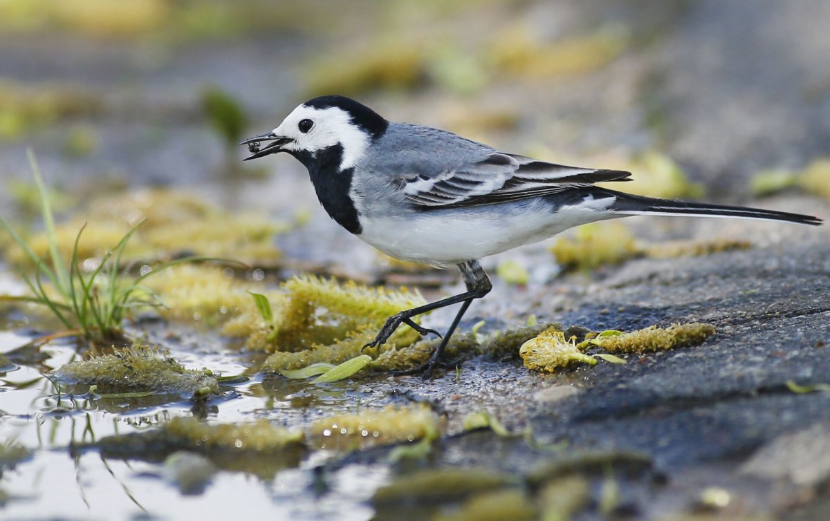 Трясогузка тату