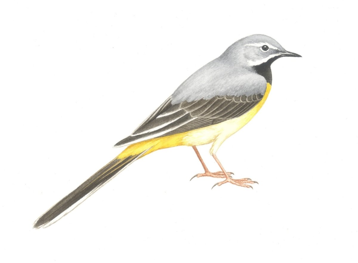 Трясогузка рисунок раскраска