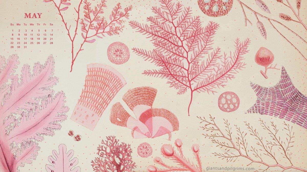 Обои из пинтереста