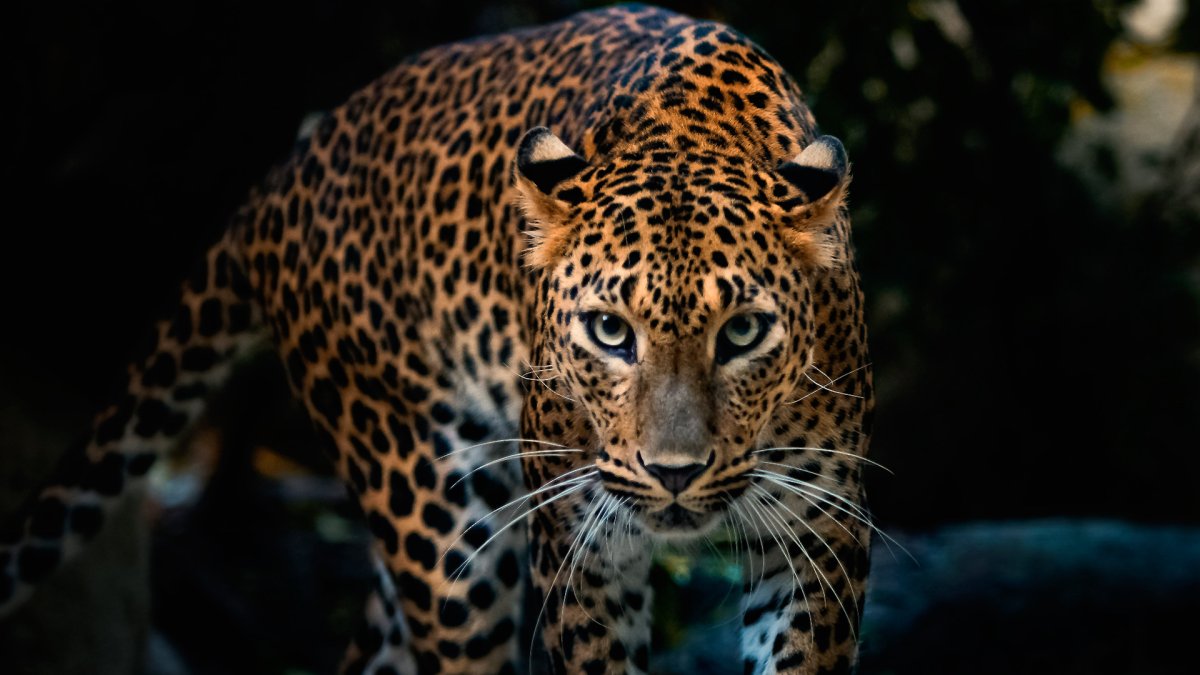 Фото леопарда в хорошем качестве арт