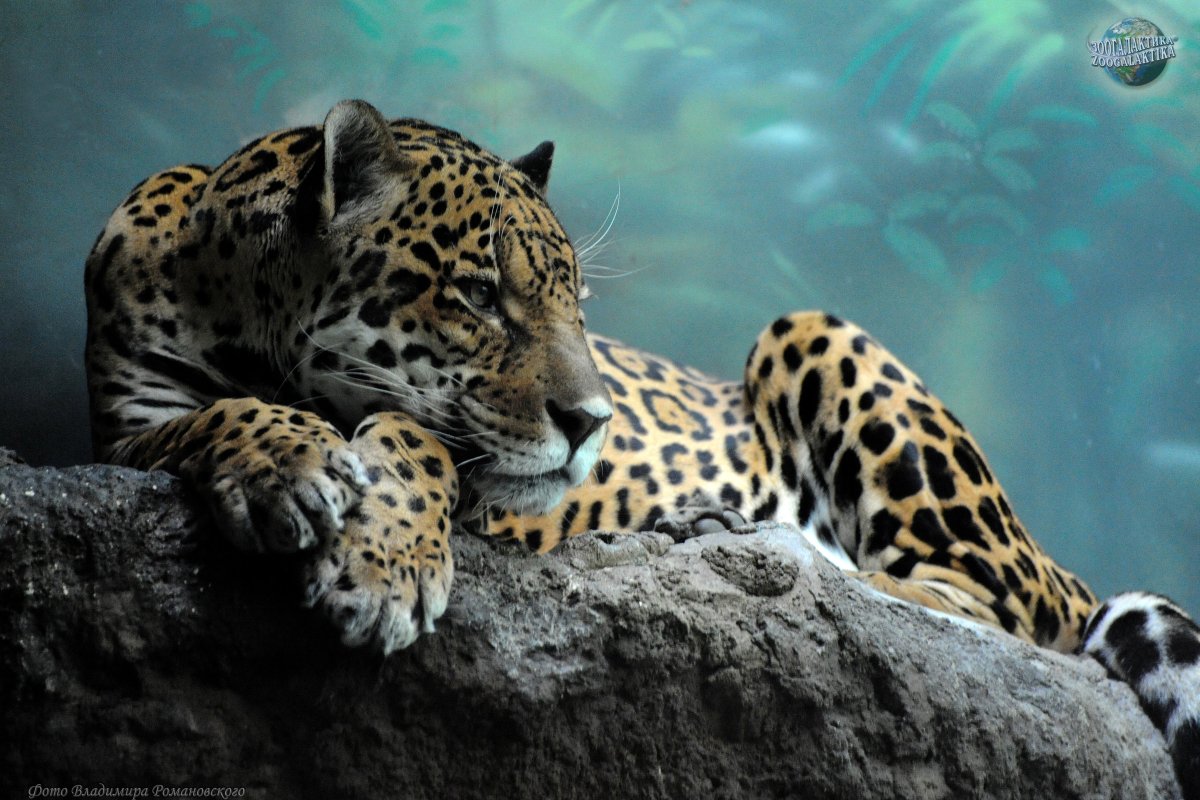 Тигр Лев леопард Ягуар гепард