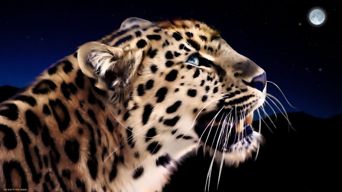 Голова леопарда на черном фоне