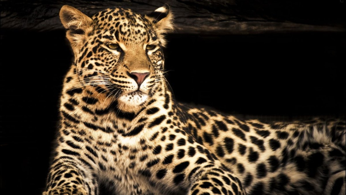 Леопард морда