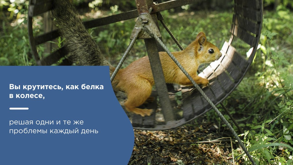 Открытка белка в колесе