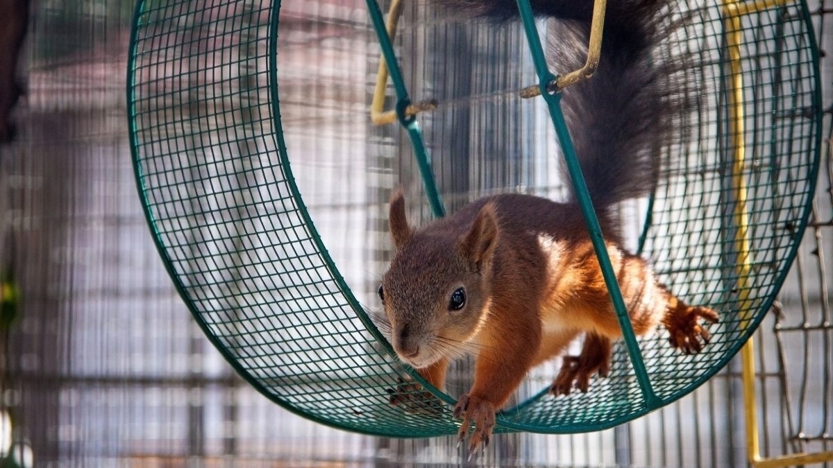 Белка в колесе