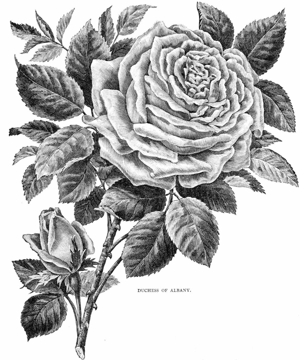 Цветы для выжигания