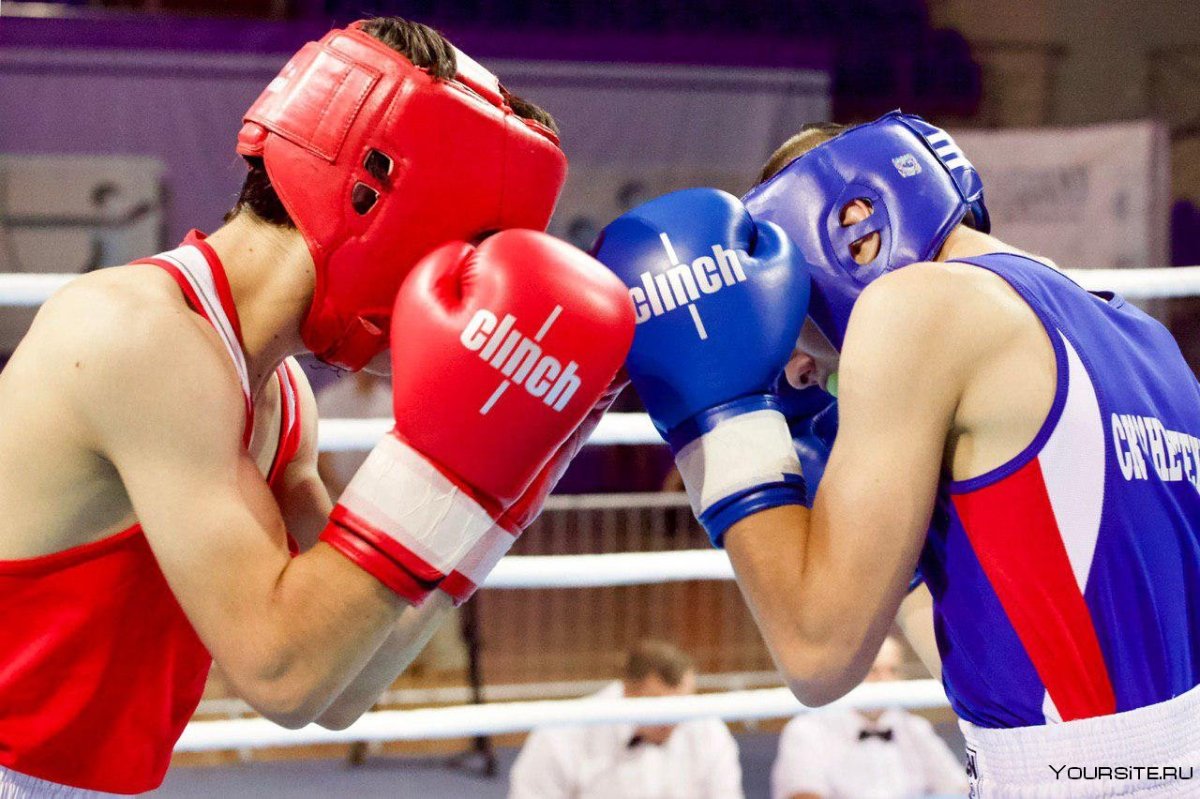 Боксер картинка