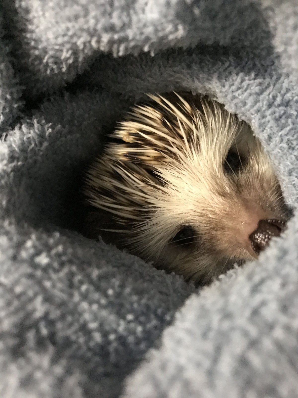 Спящие ежики