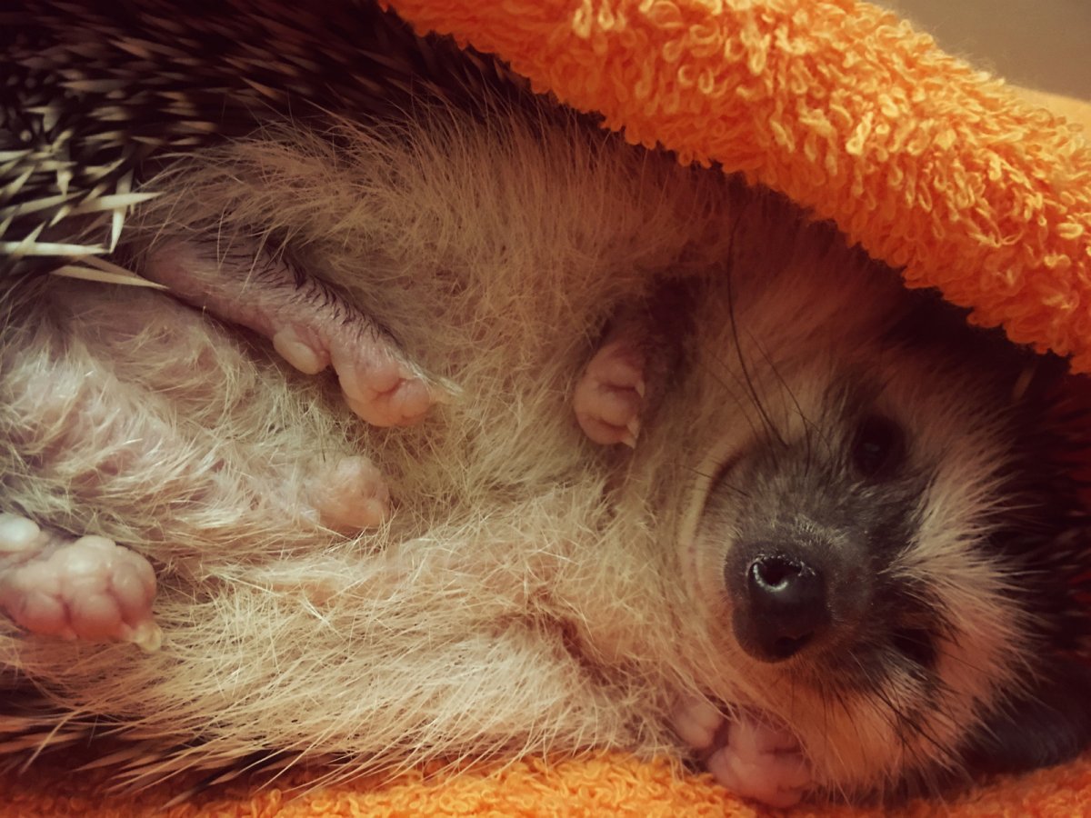 Ёжик под одеялом