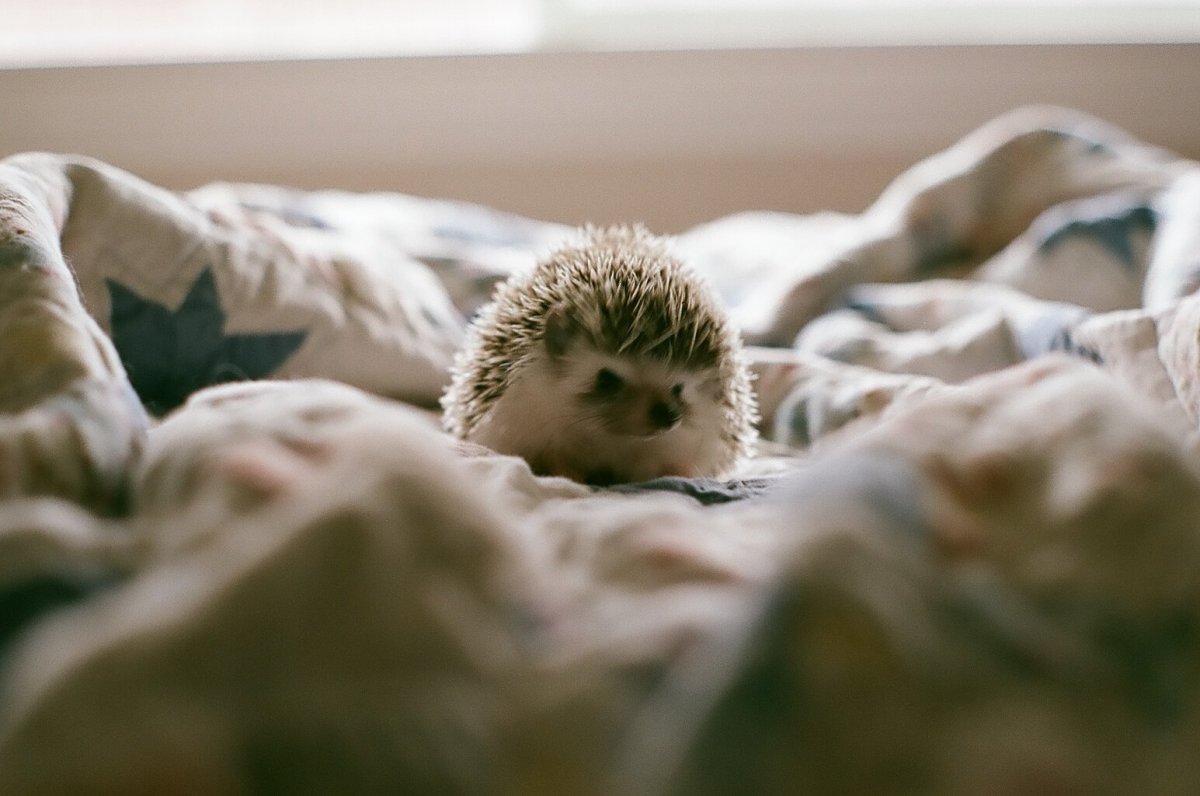Ёжик в одеялке