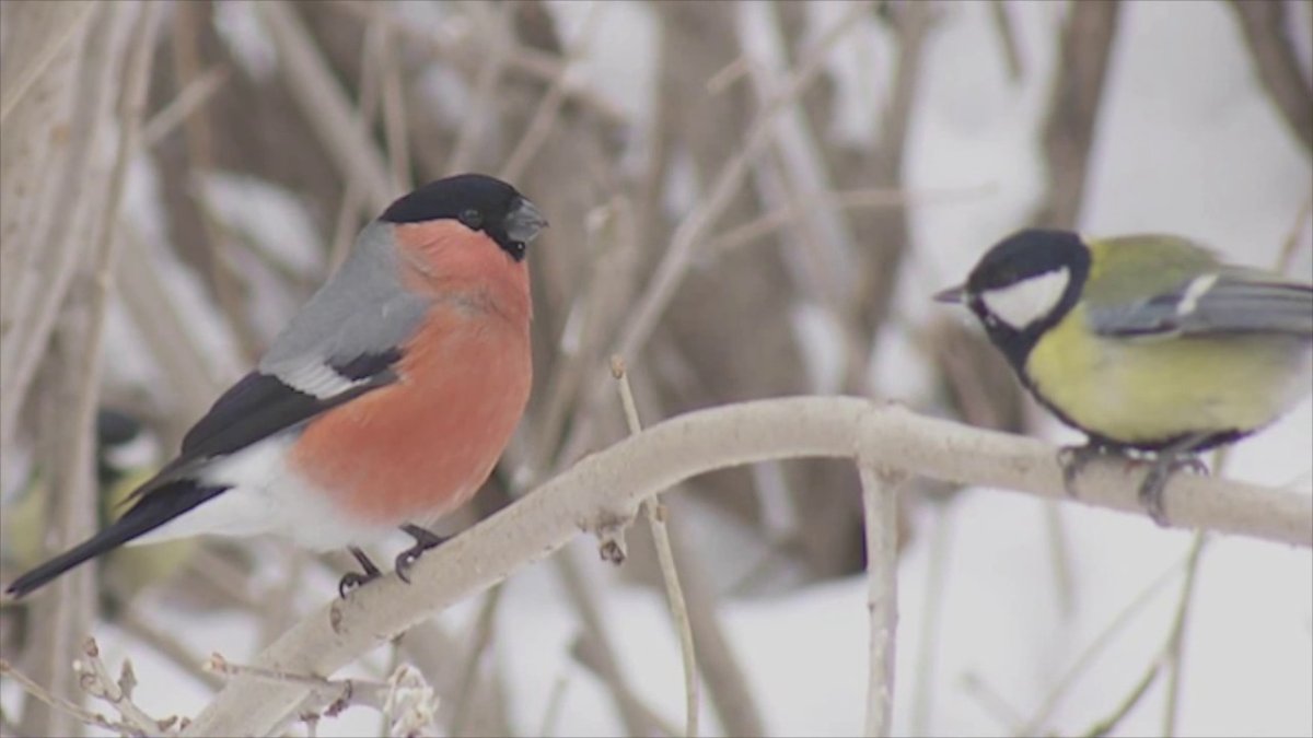 Алексей Снегирь