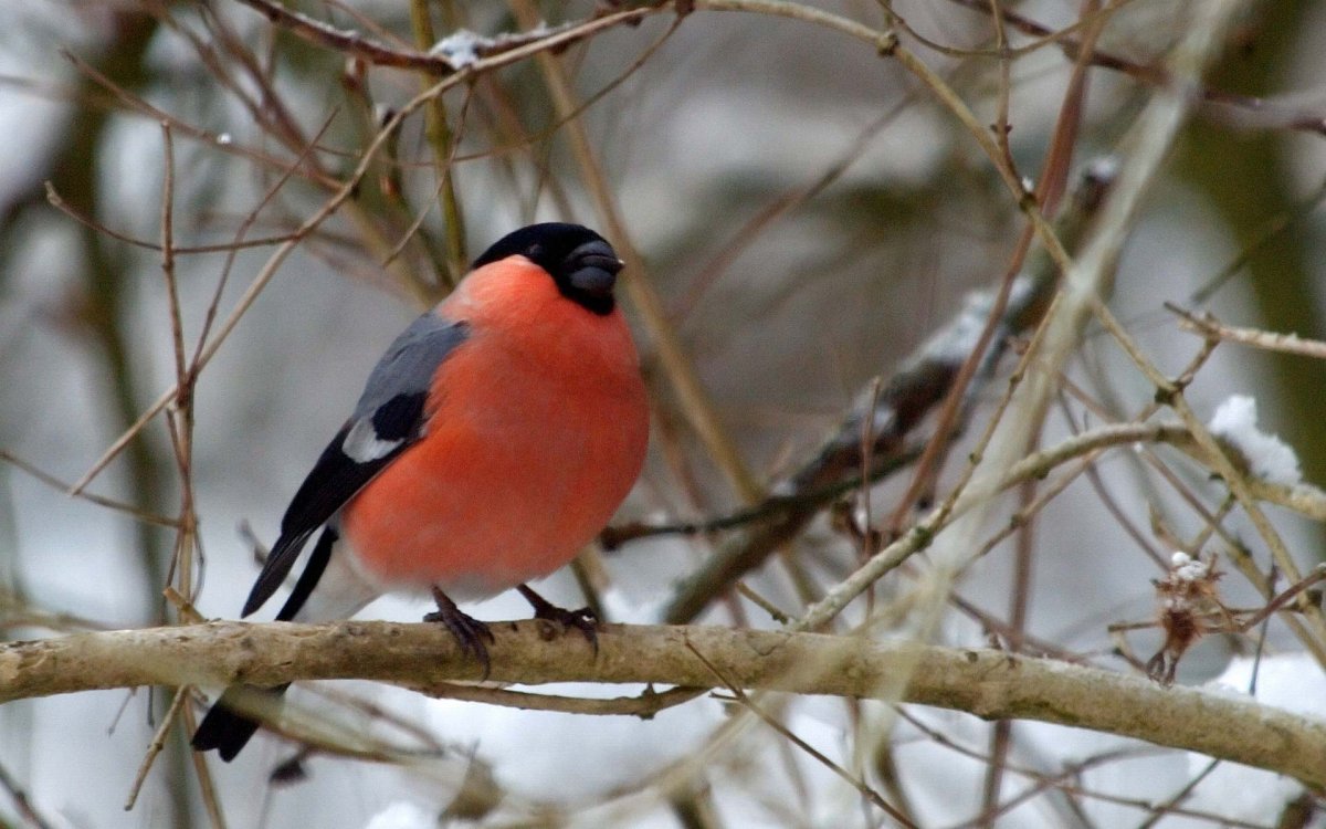 Птица Снегирь зимующая птица Снегирь