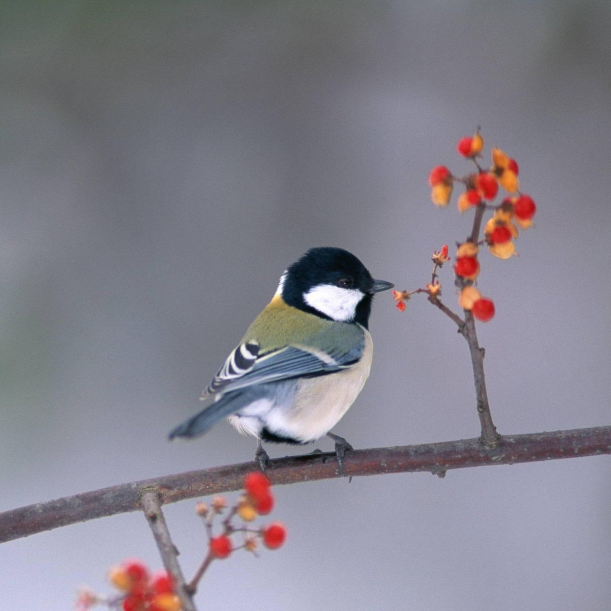 Синичка на ветке рябины