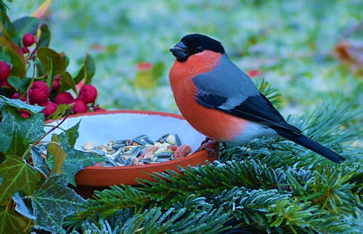 Снегири зимой на белом фоне