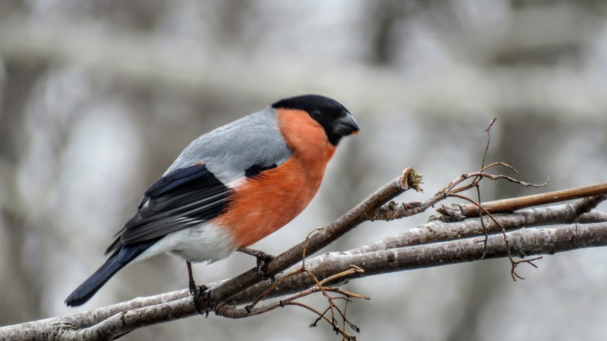 Осень птицы