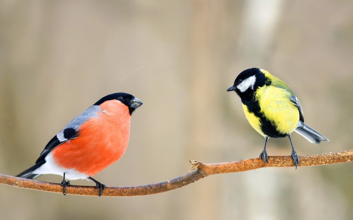 Лазоревка и Снегирь