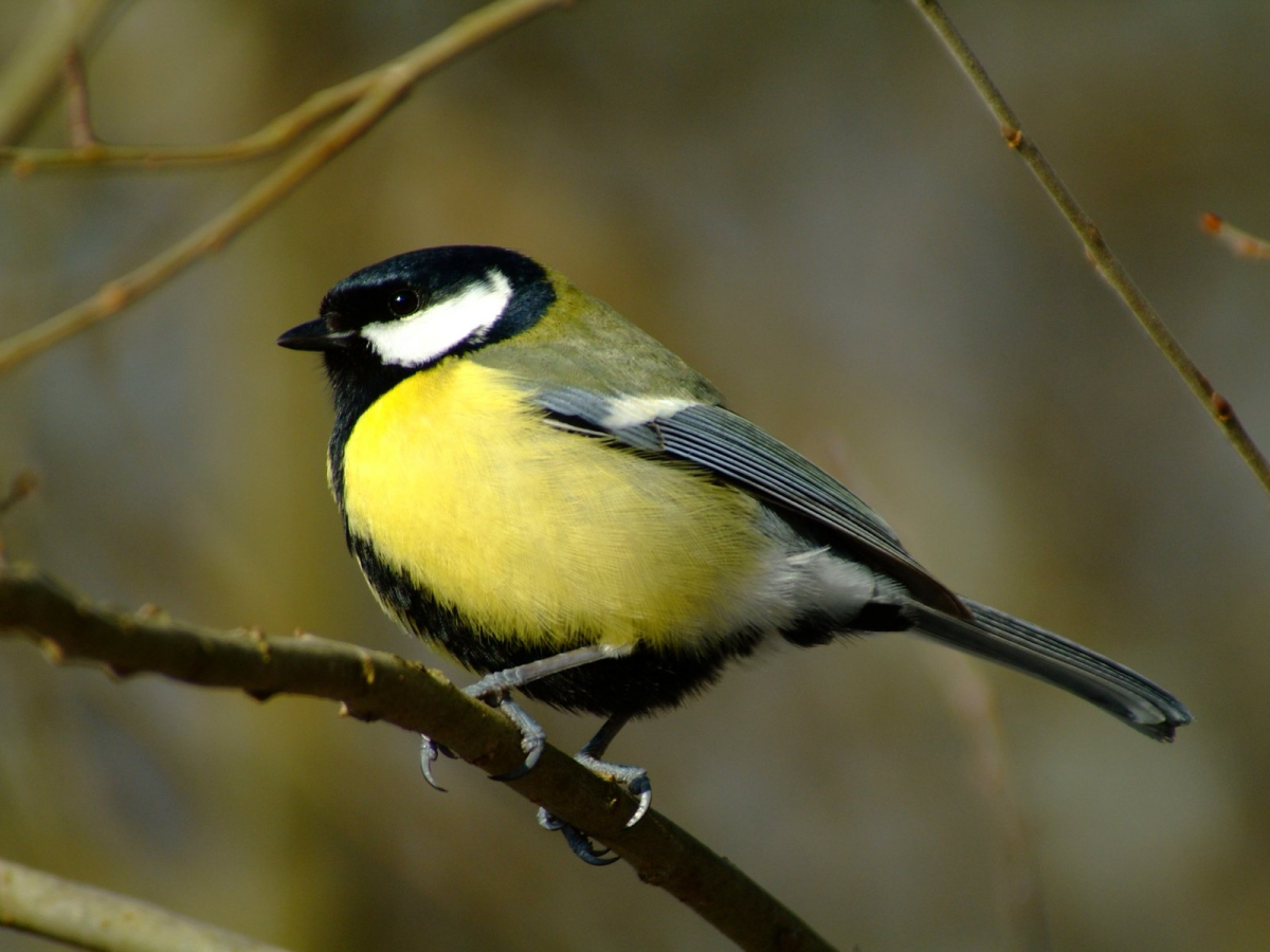 Желтогрудый Снегирь