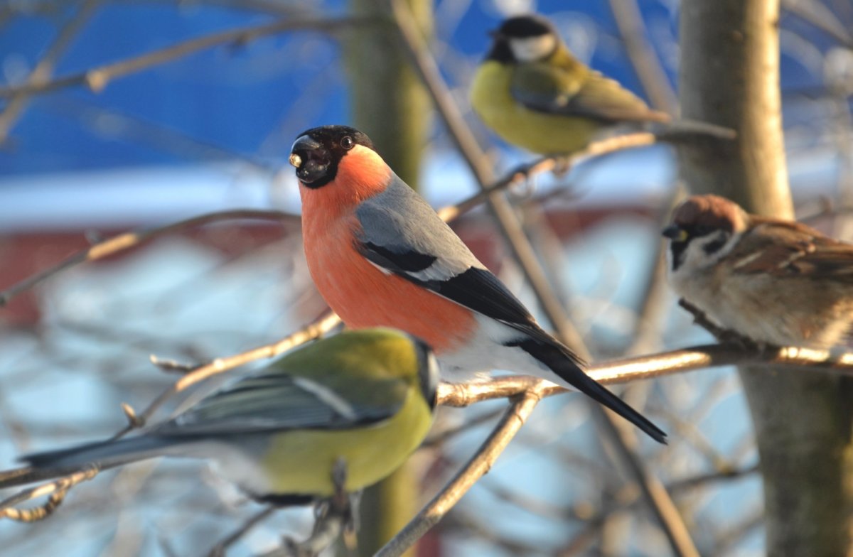Синица Воробей Снегирь