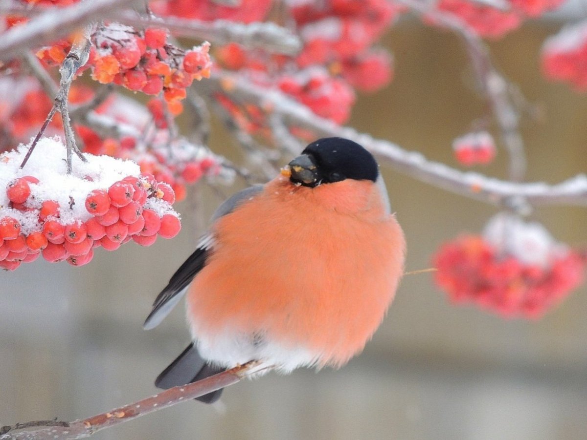 Снегирь картинка для детей