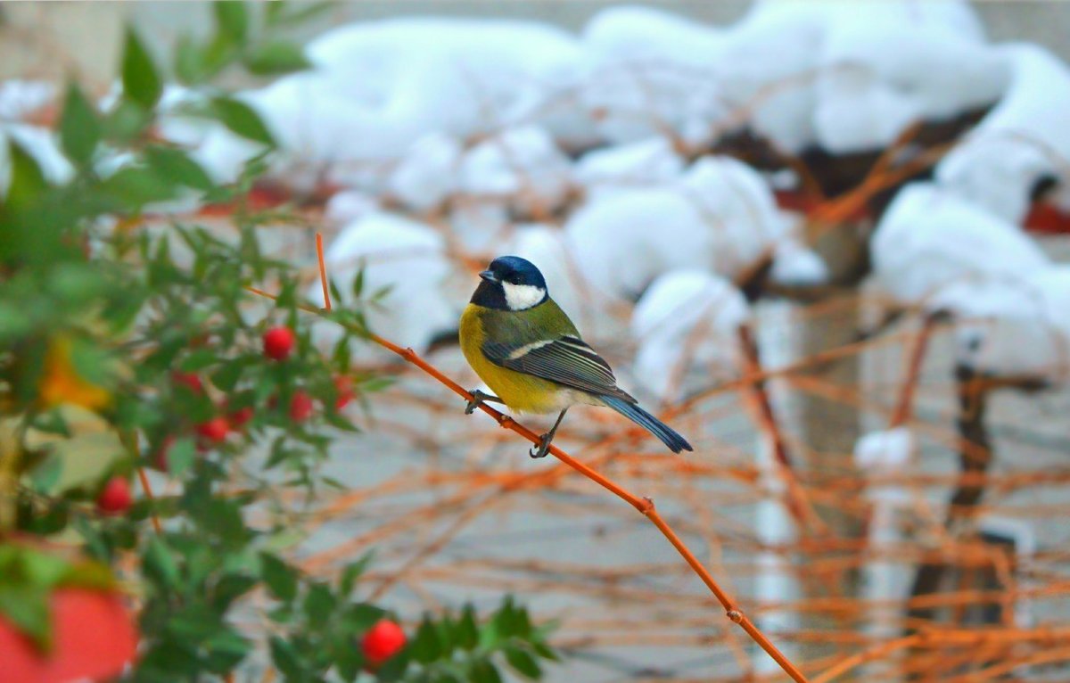 Снегирь без фона