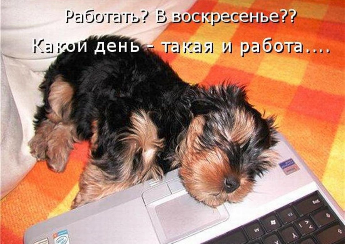 Бригадир смешные картинки