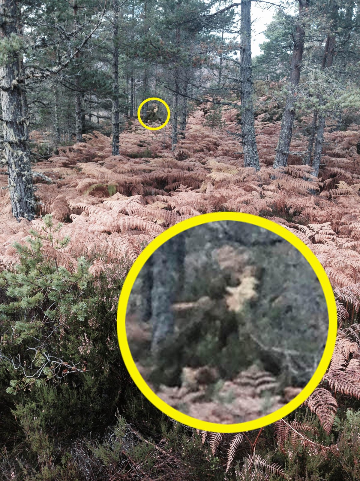 Странные явления в лесу