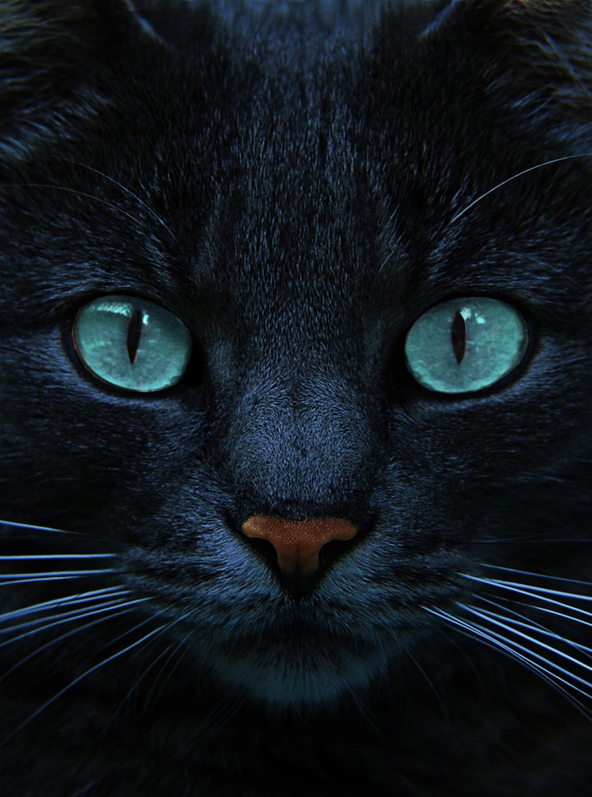 Черный кот с голубыми глазами