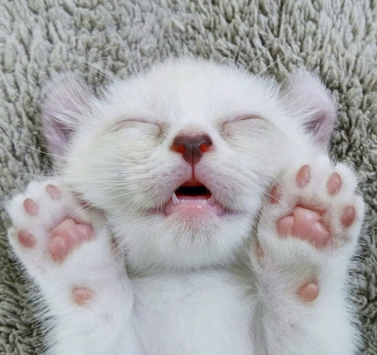 Чмоки котики