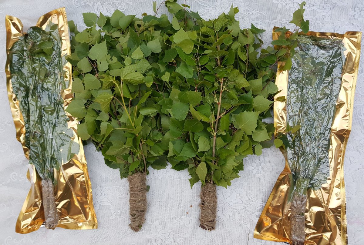 Замороженные березовые веники