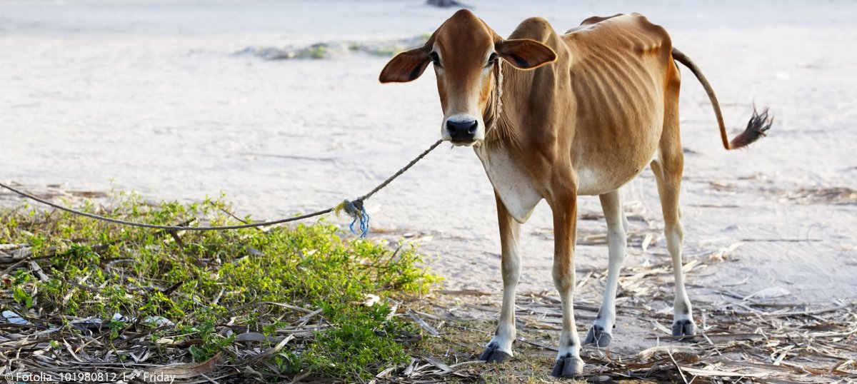 Милые коровки