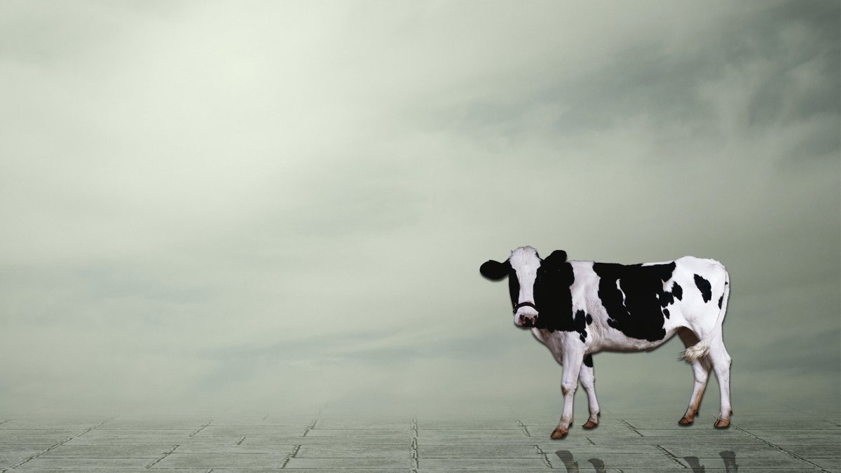 Ryohei Hase художник сюрреалист