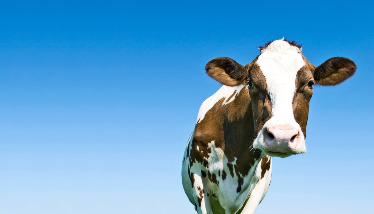 Кентавр корова