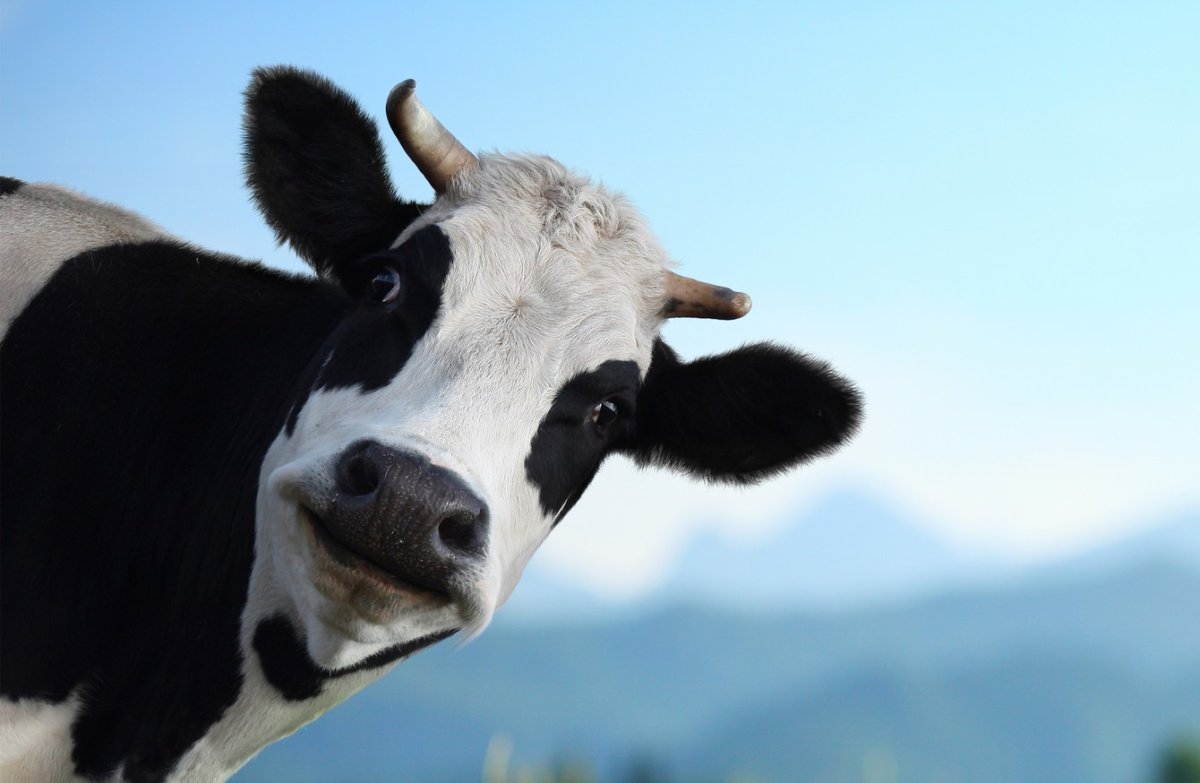 Смешные мультяшные коровы